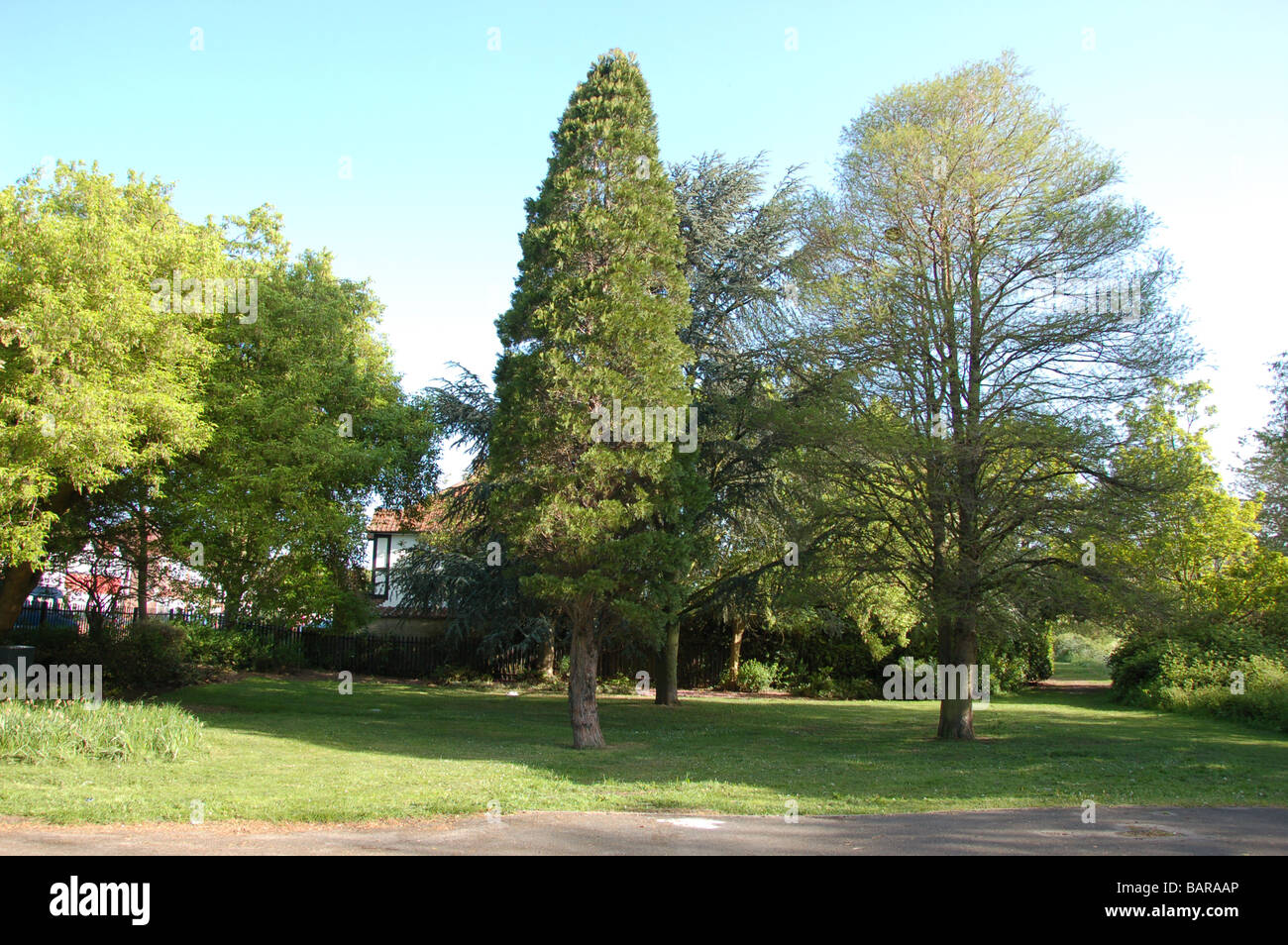 Montrose Pk, bruciato Oak, Barnet, London, England Foto Stock