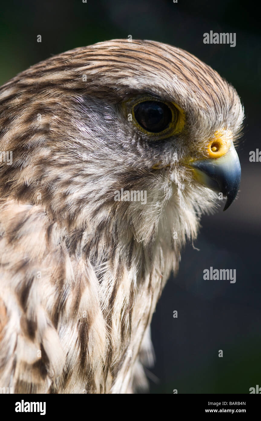 Ritratto di un comune gheppio (Falco tinnunculus) Foto Stock