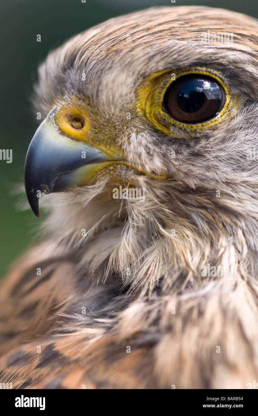 Ritratto di un comune gheppio (Falco tinnunculus) Foto Stock