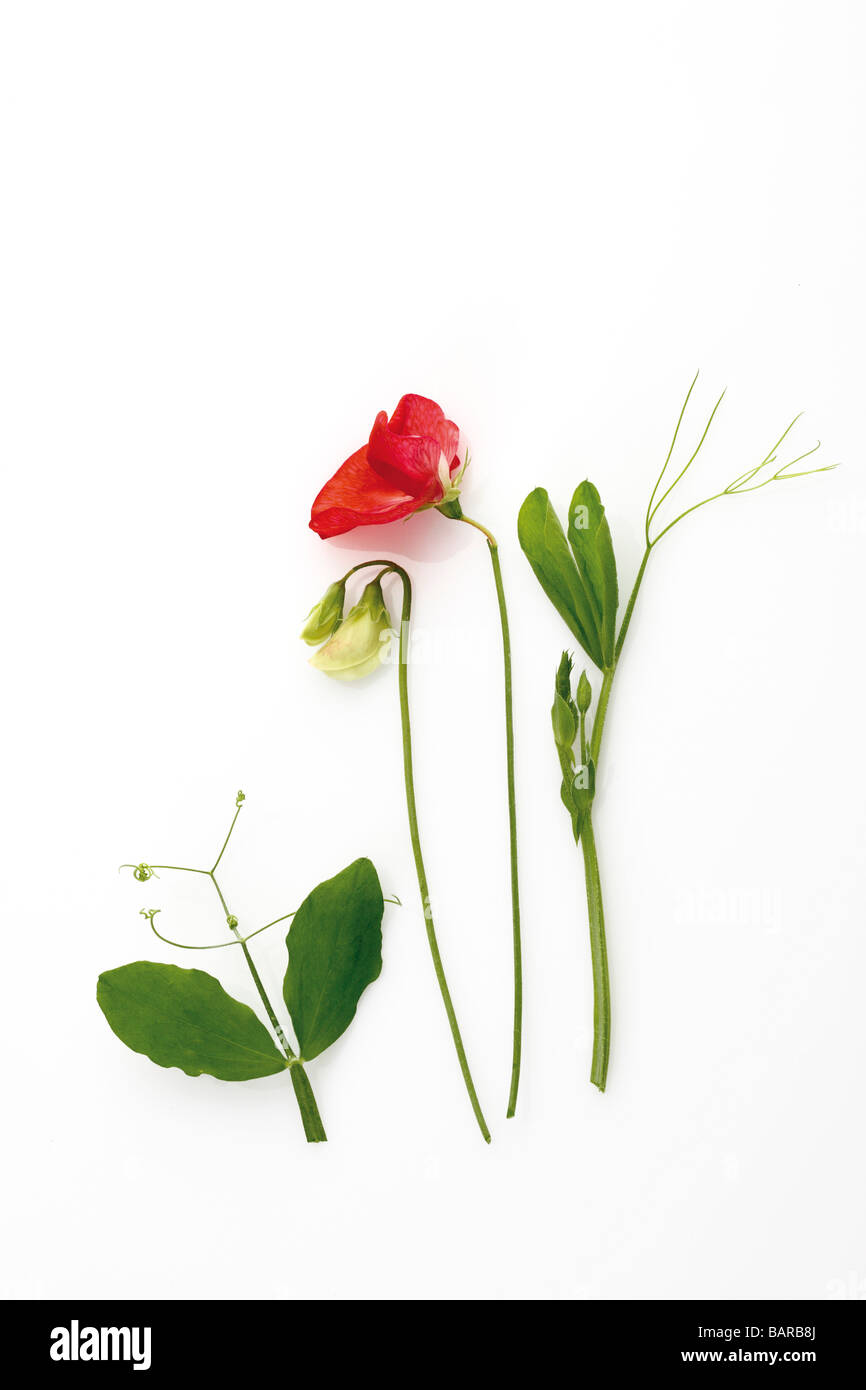 Rosso e Bianco fiore di veccia (Vicia), vista in elevazione Foto Stock