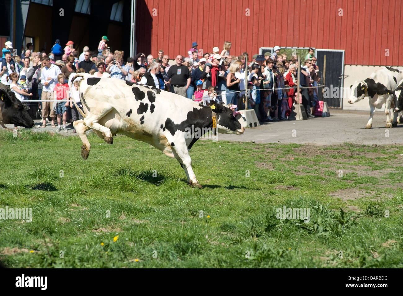 Le vacche appena viene rilasciato per la primavera, lotti di peopels guardando a questo evento. Un nuovo li culturale in Svezia Foto Stock