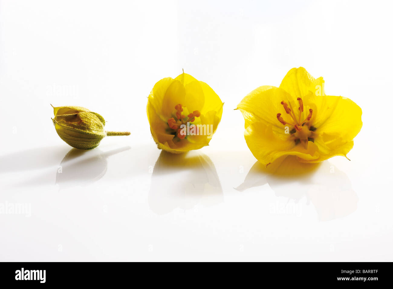 Flanella giallo fiore bush (Fremontodendron) Foto Stock
