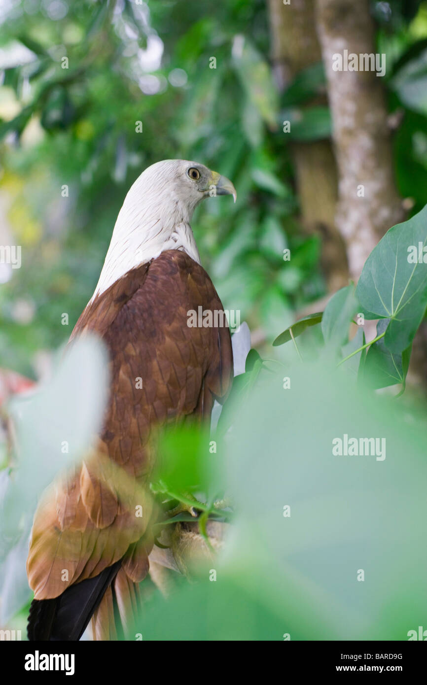 Eagle appollaiate su un albero, Cochin, Kerala, India Foto Stock