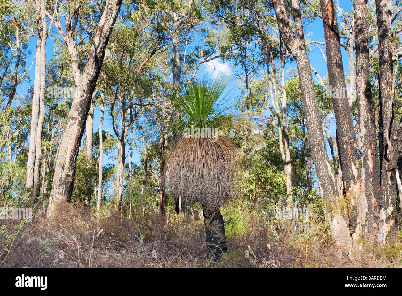 Un grasstree (Xanthorrhoea preissii. aka balga, formalmente come blackboy) cresce nella foresta di eucalipti nell'sulle colline di Perth. Foto Stock