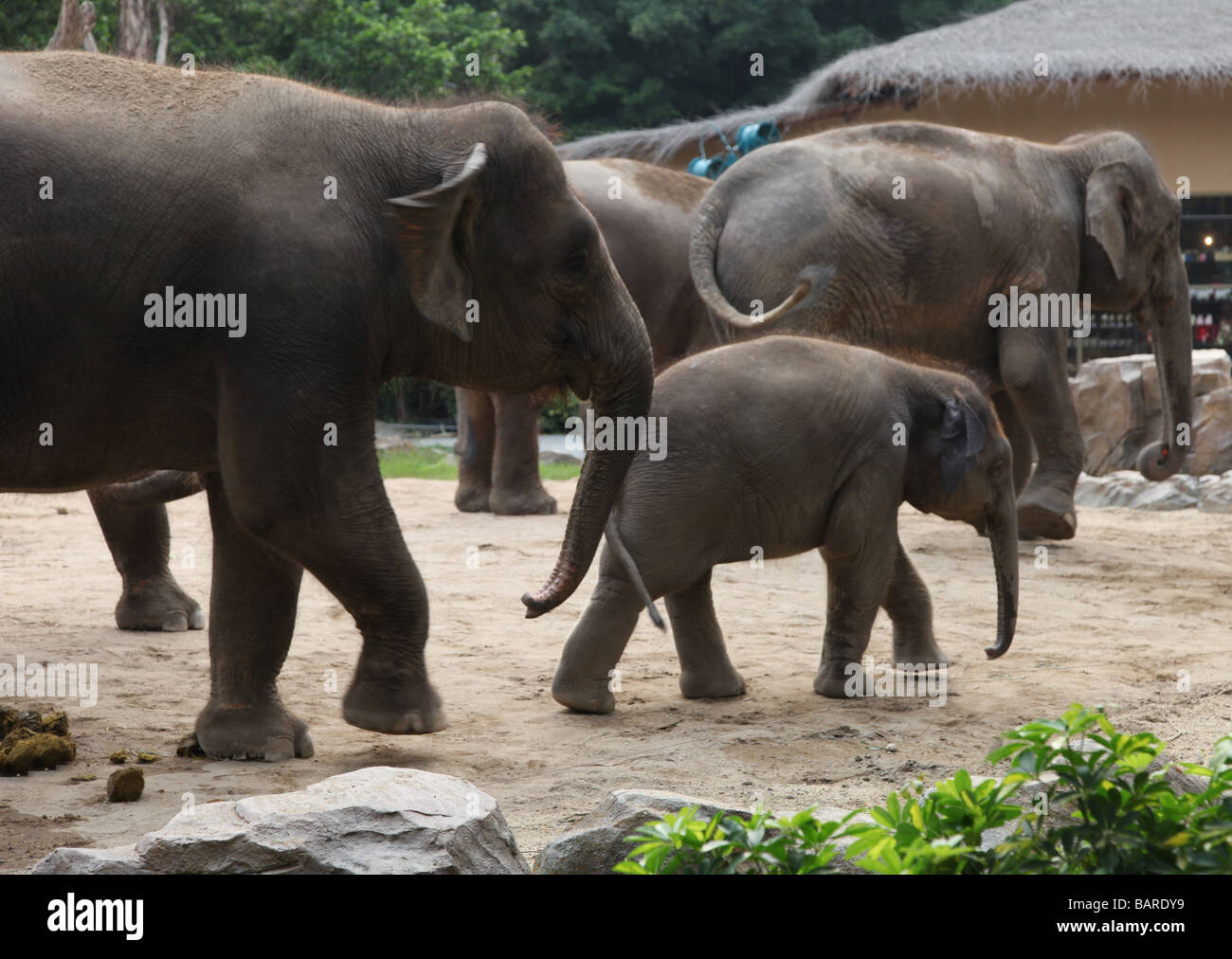 Gruppo di elefanti asiatici in un parco. La madre e il bambino. Uno è dumbo. Quasi pronto per il trekking. Essi hanno una lunga linea grigia Foto Stock