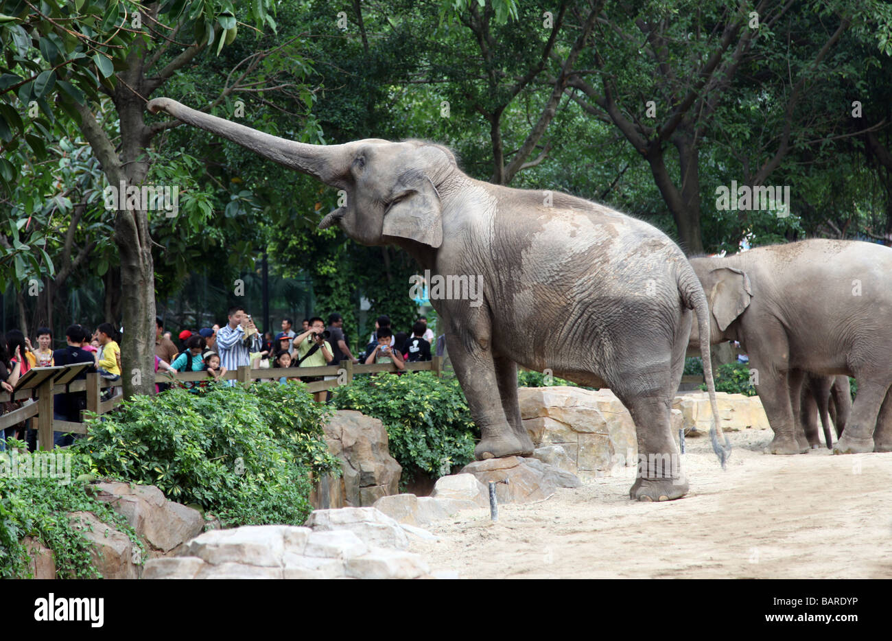 Gruppo di elefanti asiatici in un parco. La madre e il bambino. Uno è dumbo. Quasi pronto per il trekking. Essi hanno una lunga linea grigia Foto Stock