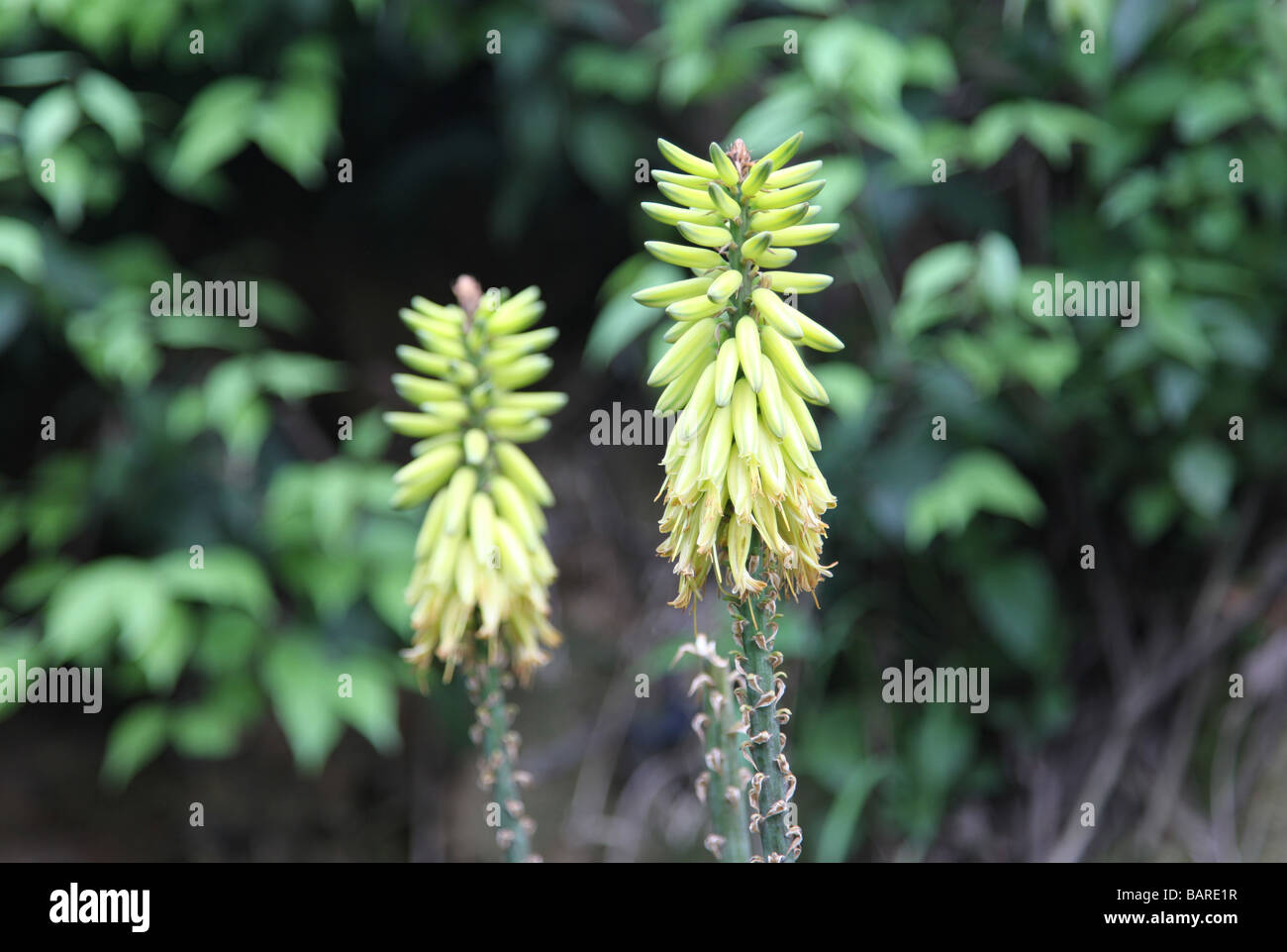 Aloe vera pianta in un campo è pronto per essere ritirato, verde aloe ingrediente naturale del prodotto cosmetico buono per la pelle e i capelli Foto Stock