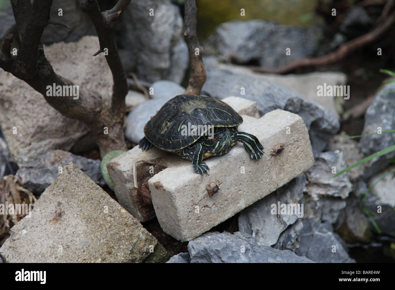 La tartaruga su un mattone grigio pietra è nascosto dal visitatore nel foutain con rocce intorno ans rami legno marrone. È solo il verde Foto Stock