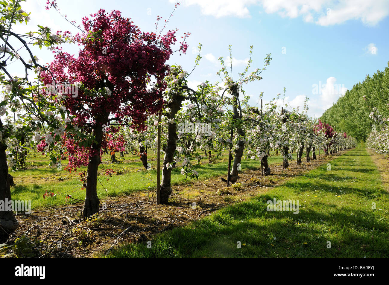 Apple orchard con rosa crab apple impollinatori Foto Stock