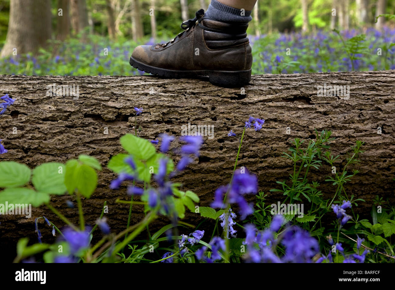 Gli escursionisti boot in Kingswood Kent REGNO UNITO quando la ferrovia Bluebell s sono stati blooming Foto Stock