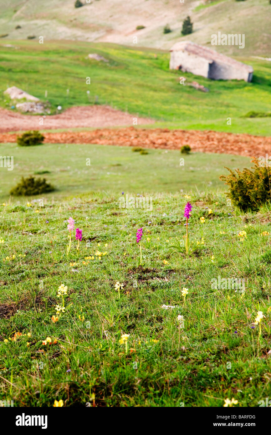 Vecchia capanna di pietra per pastori di rifugio nelle montagne dell'Umbria con fiori selvatici in primo piano Foto Stock