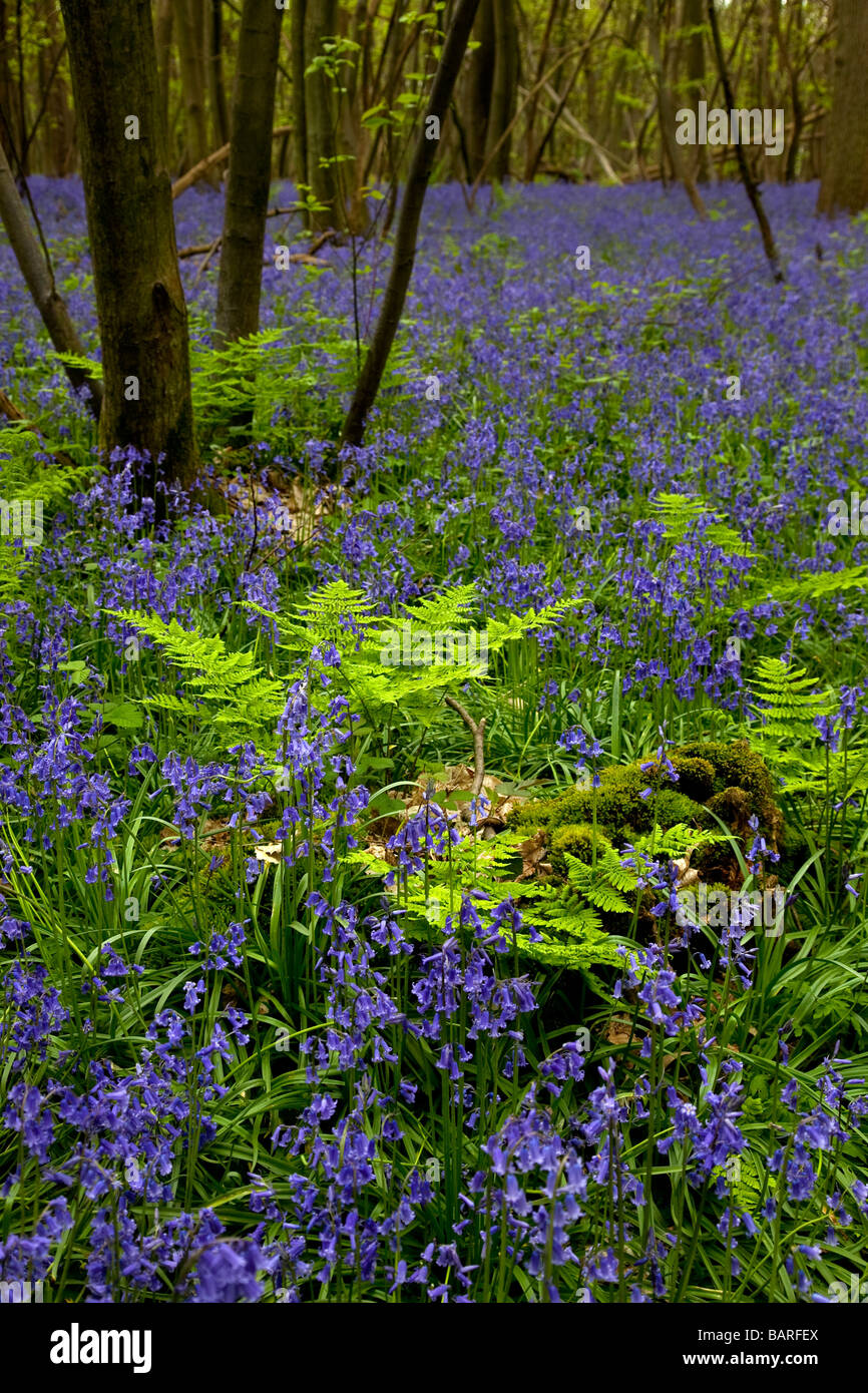 Bluebell s fioritura in Kingswood sulla North Downs modo Kent REGNO UNITO Foto Stock