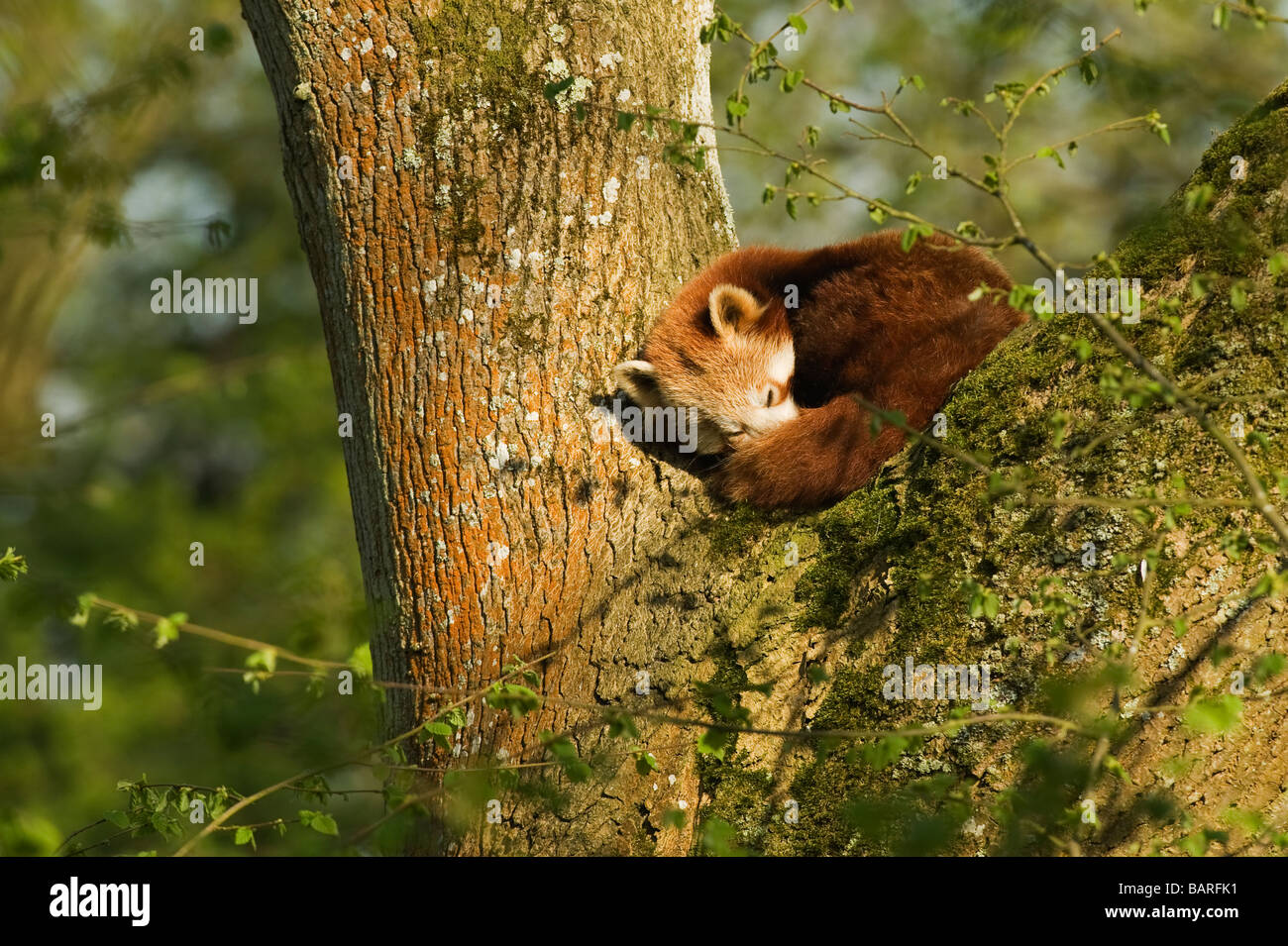 Panda rosso o inferiore (Ailurus fulgens) Himalaya Cina meridionale Asia Captive, Port Lympne Wild Animal Park, Regno Unito Foto Stock