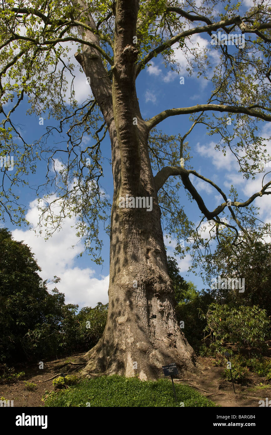 London Plane Tree in giardini botanici London GB UK Foto Stock