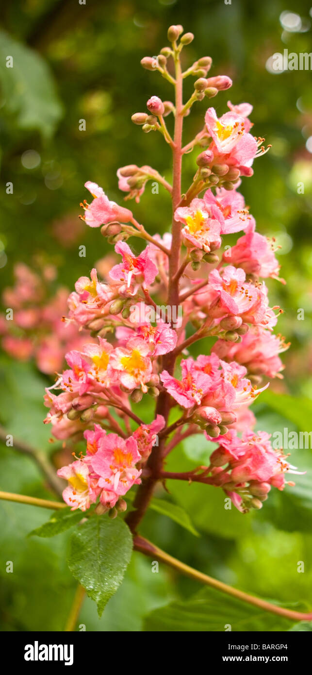 Red Ippocastano fiore Foto Stock