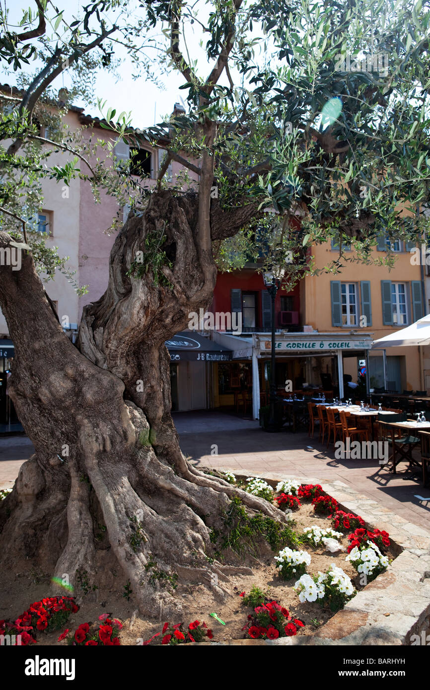 Albero di olivo in Place des Lices a Saint Tropez, Var, Francia Foto Stock