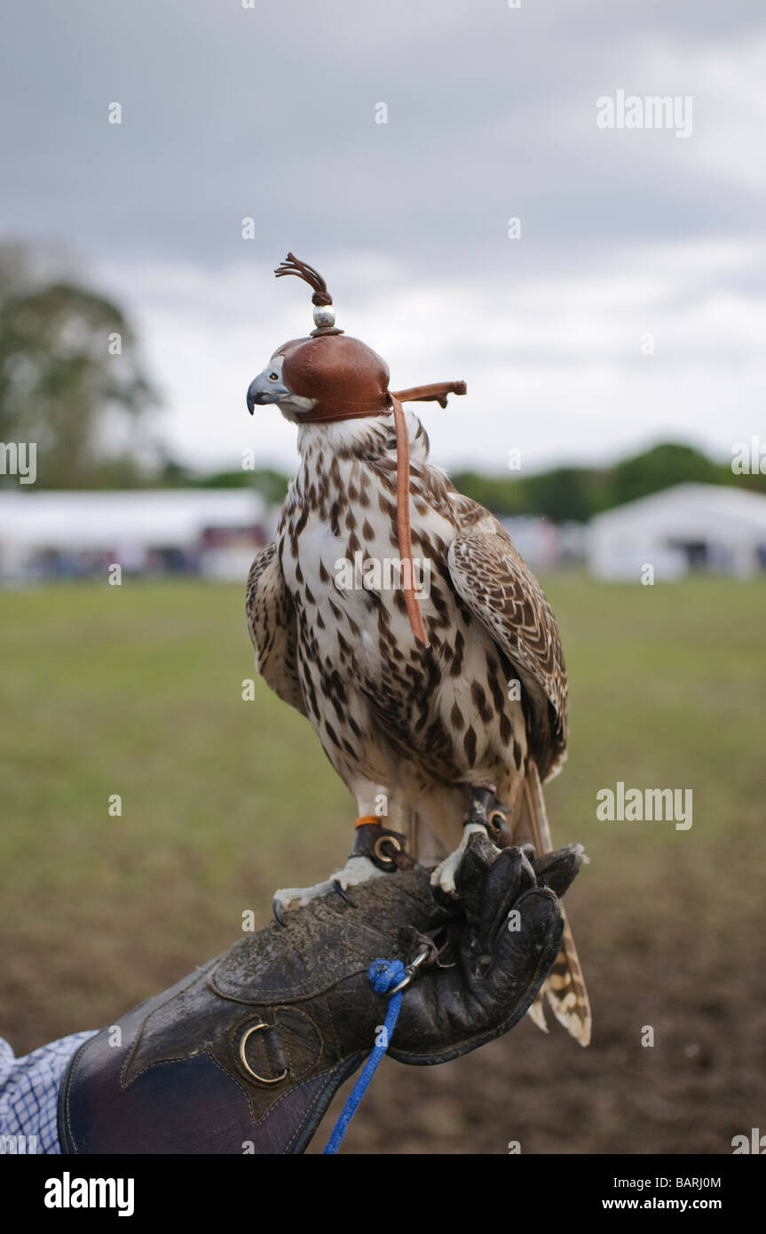 Captive Falcon indossando un cappuccio su un falconieri guanto in pelle Foto Stock