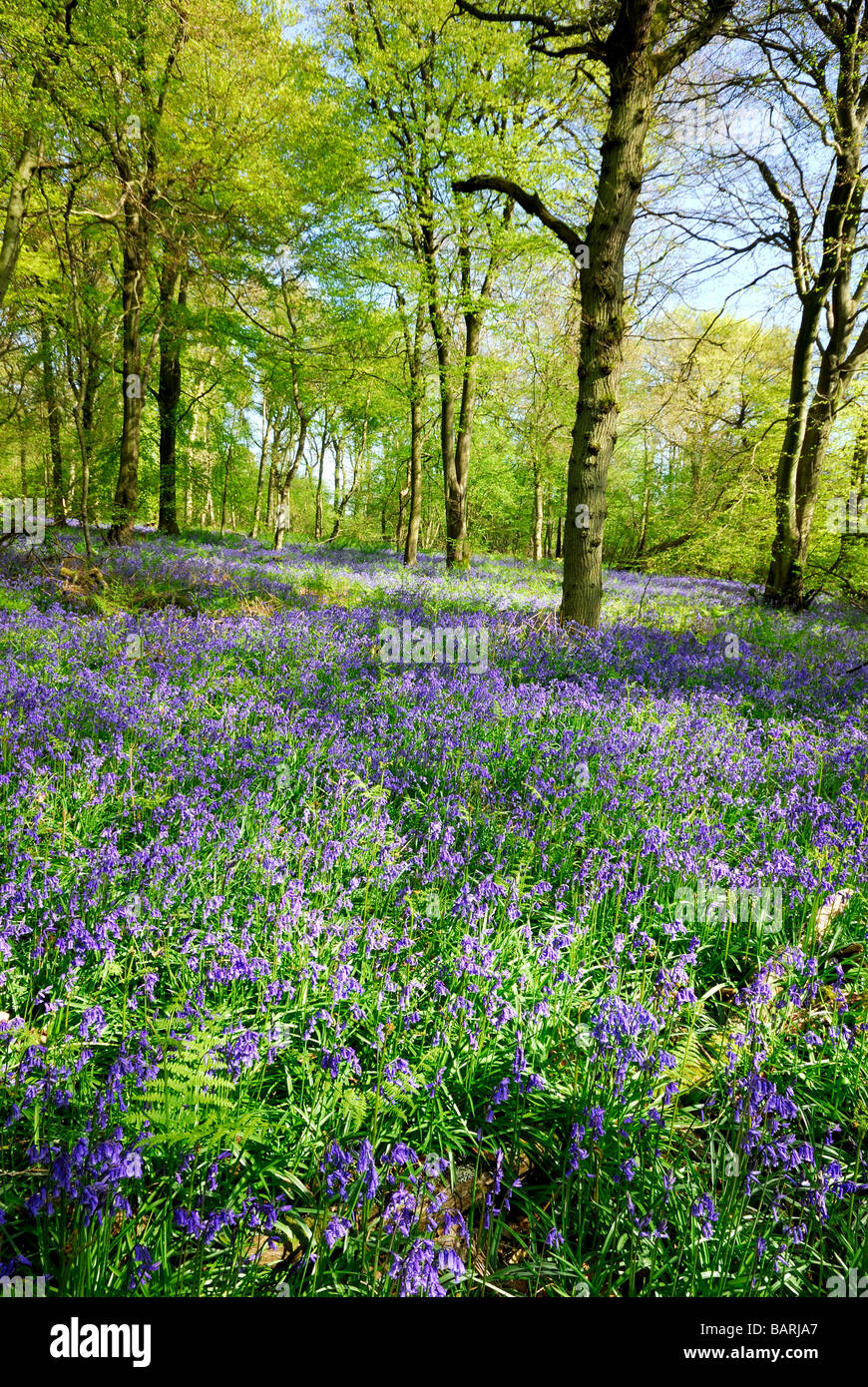 Bluebell boschi su North Downs, Surrey Foto Stock