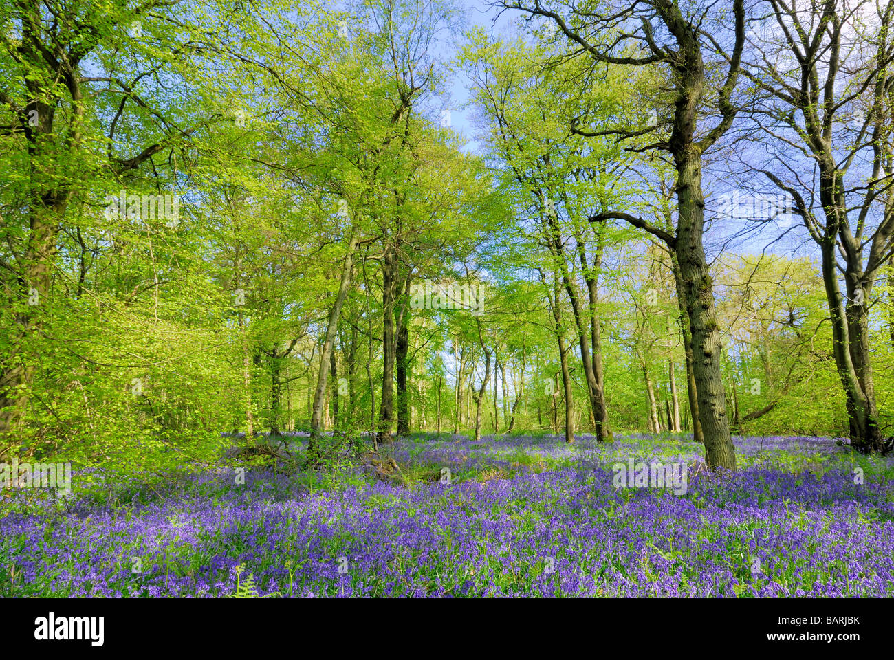 Bluebell boschi su North Downs, Surrey Foto Stock