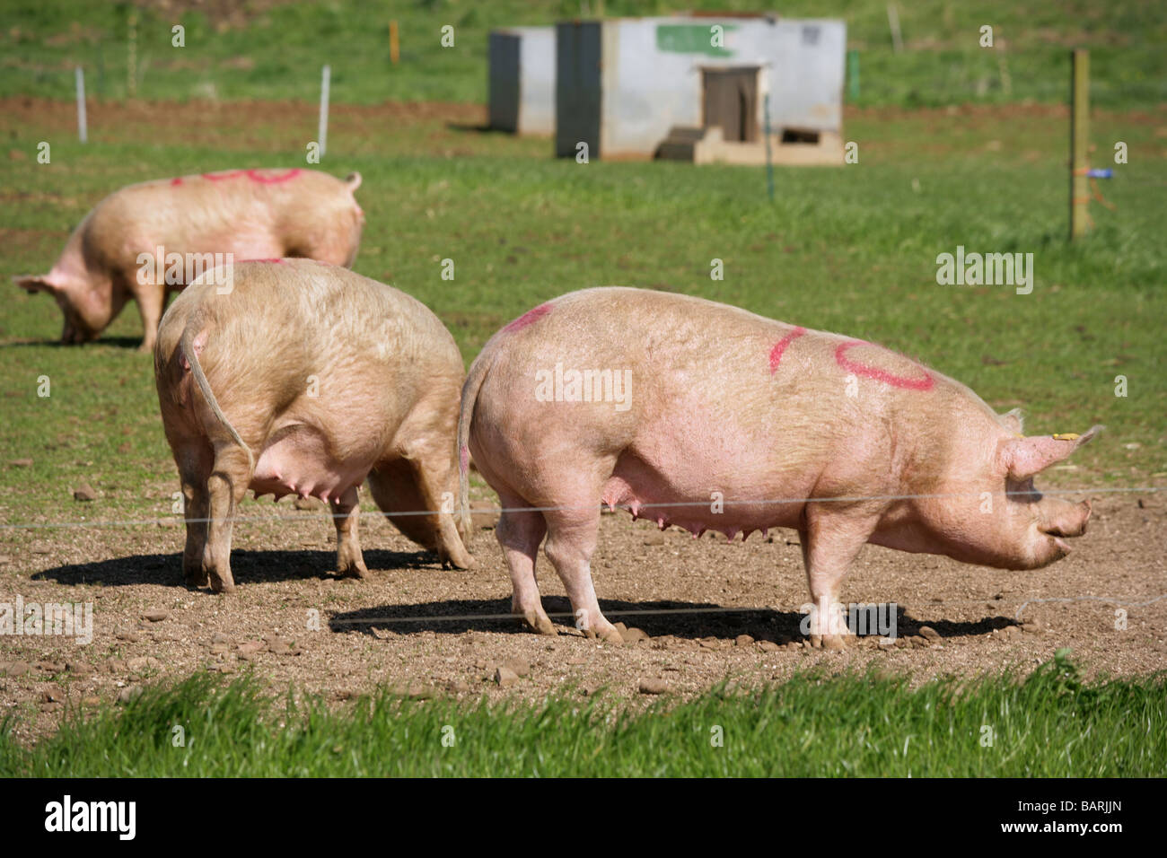 Suini al di fuori su una fattoria Scottsih Foto Stock