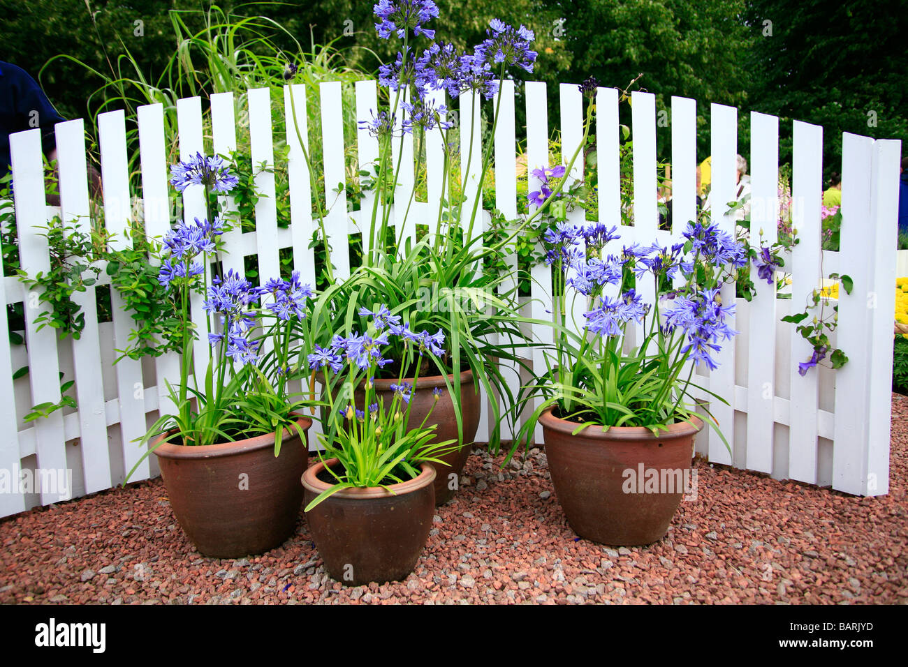 Pentole di blu Agapanthus infront di un dipinto di bianco Picket Fence si fermò sulla ghiaia rosa Foto Stock