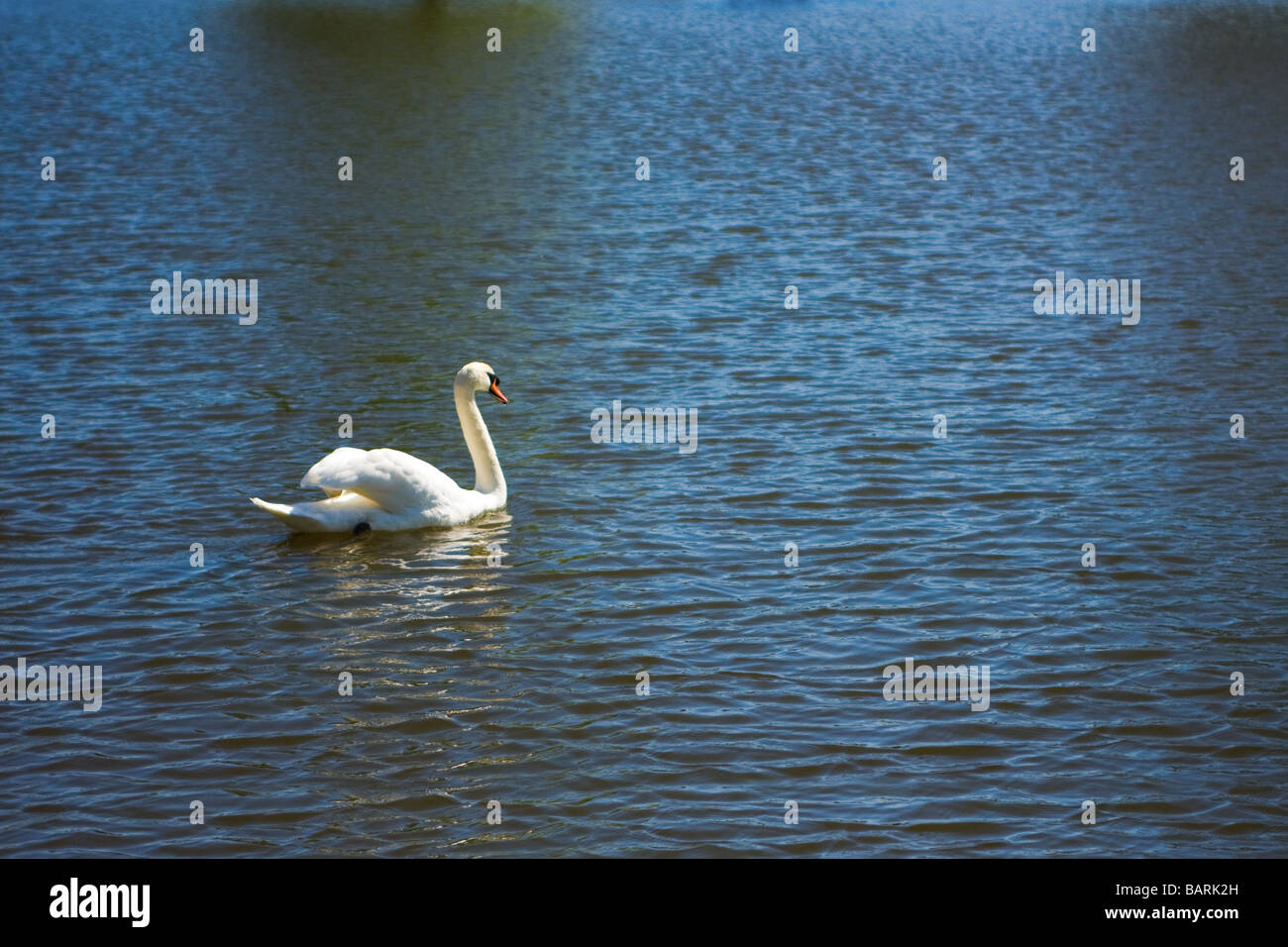 Swan su un lago blu Foto Stock