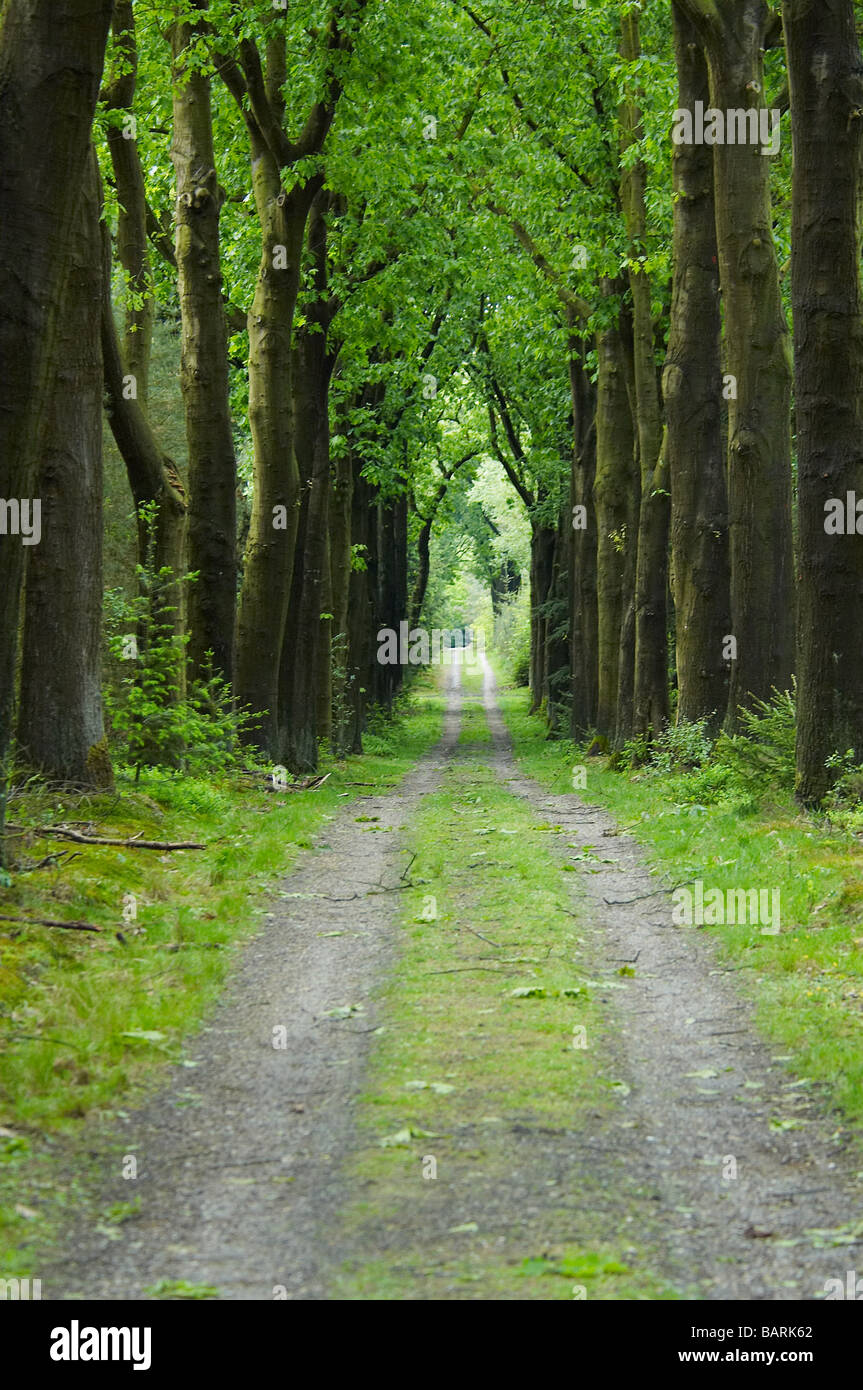 Una strada tra gli alberi in Hoge Veluwe Holland Foto Stock