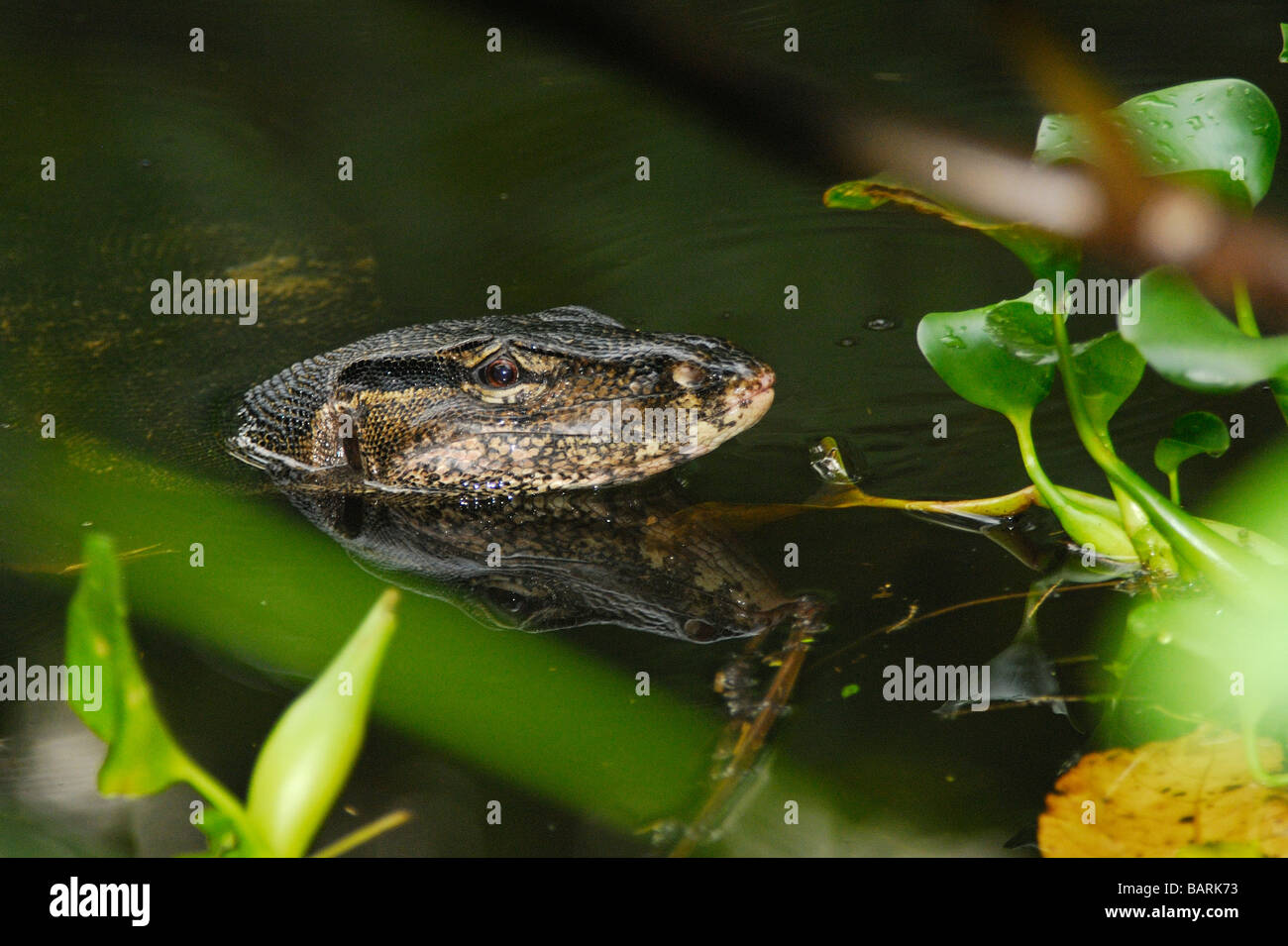 L'elemento di monitoraggio presenza acqua lizard Foto Stock