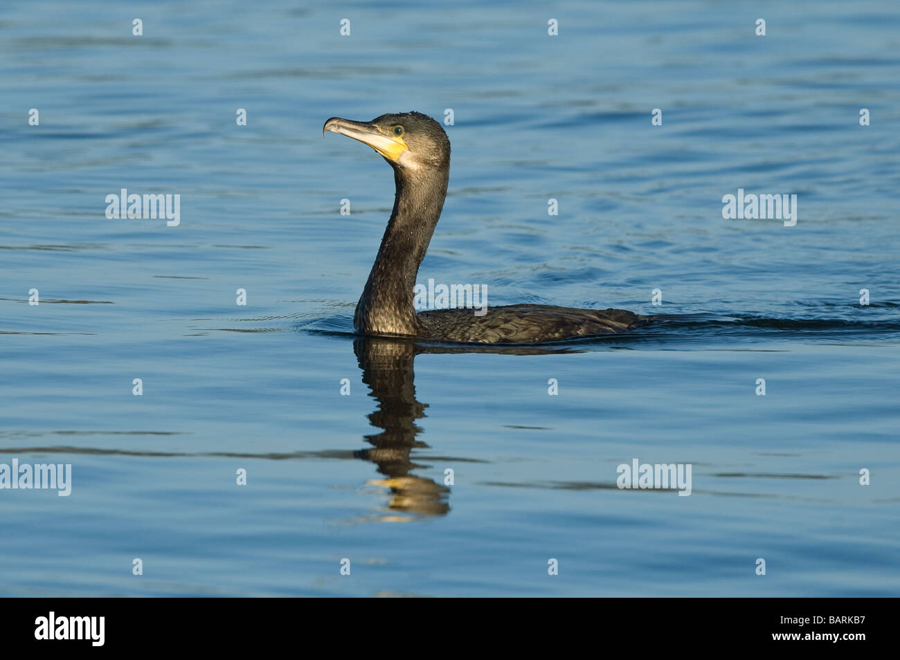 Cormorano (Phalacrocorax carbo) Foto Stock