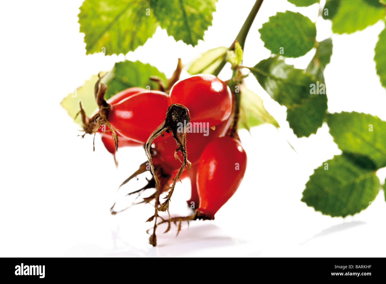 Cinorroidi (Rosa canina), close-up Foto Stock