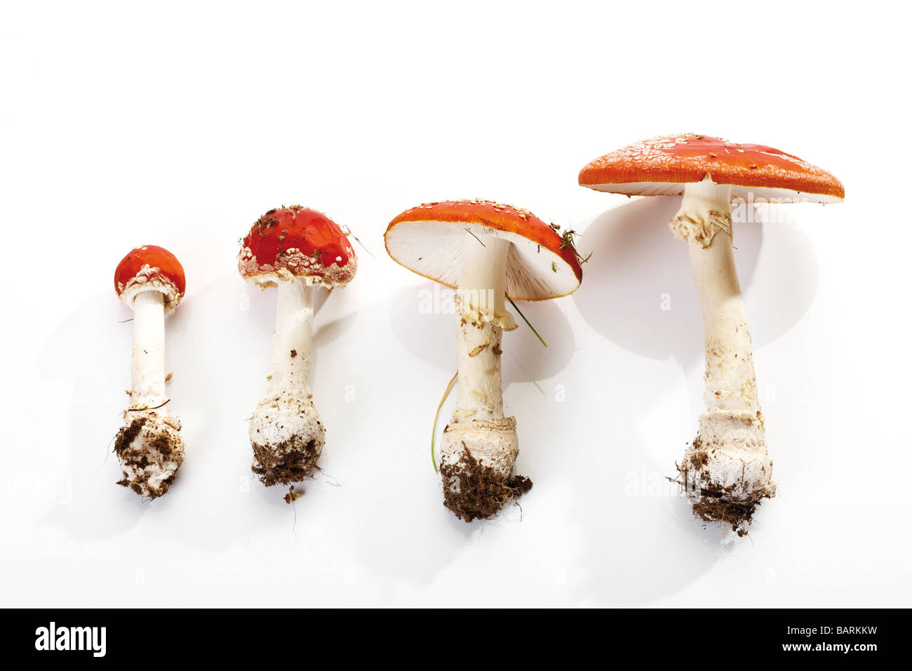 Fly agaric funghi (amanita muscaria) Foto Stock