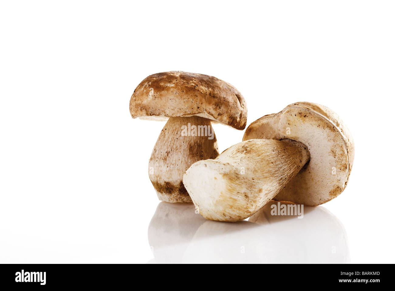 Due Ceps, close up Foto Stock