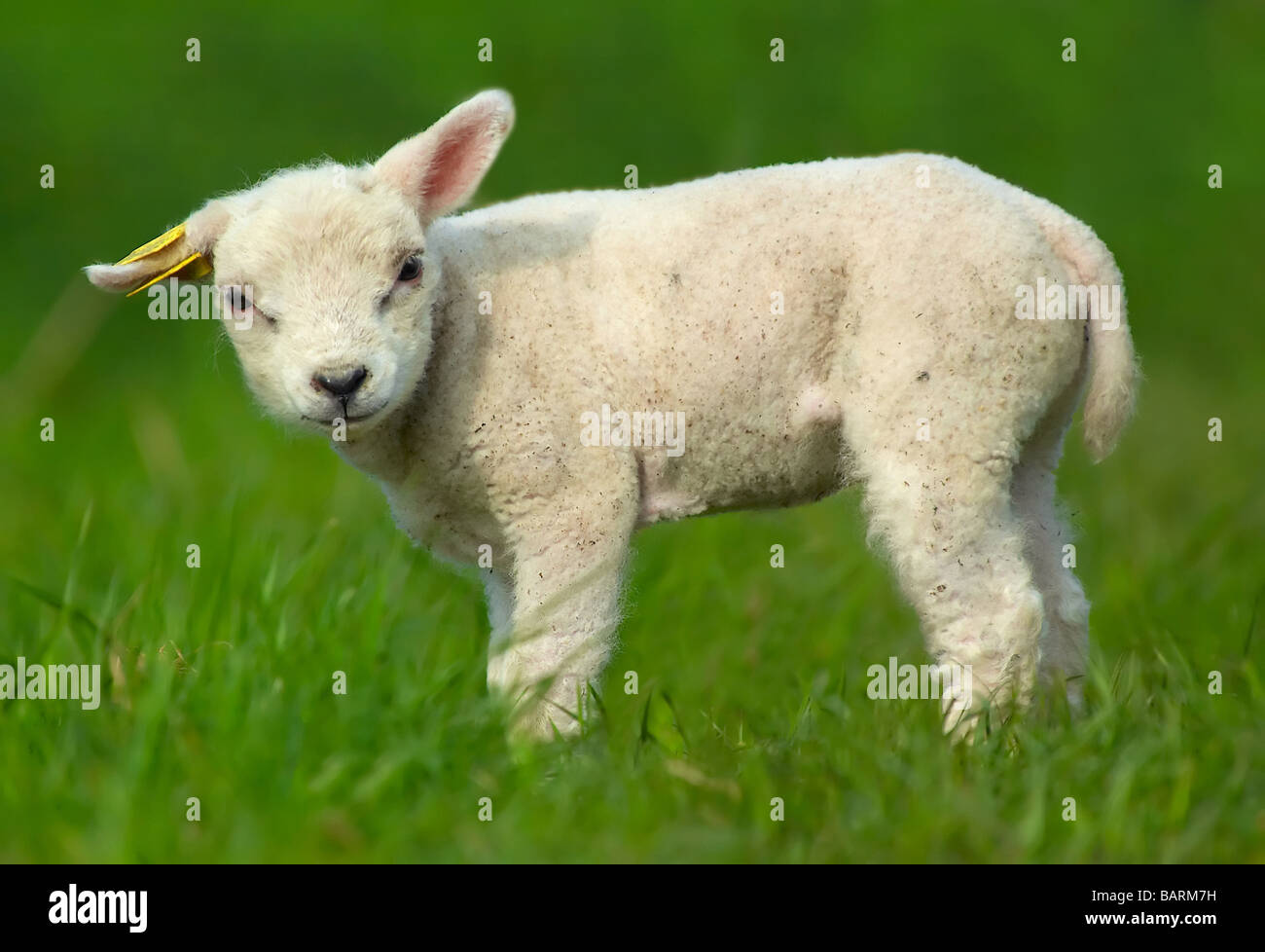 Carino agnello sull'erba Foto Stock