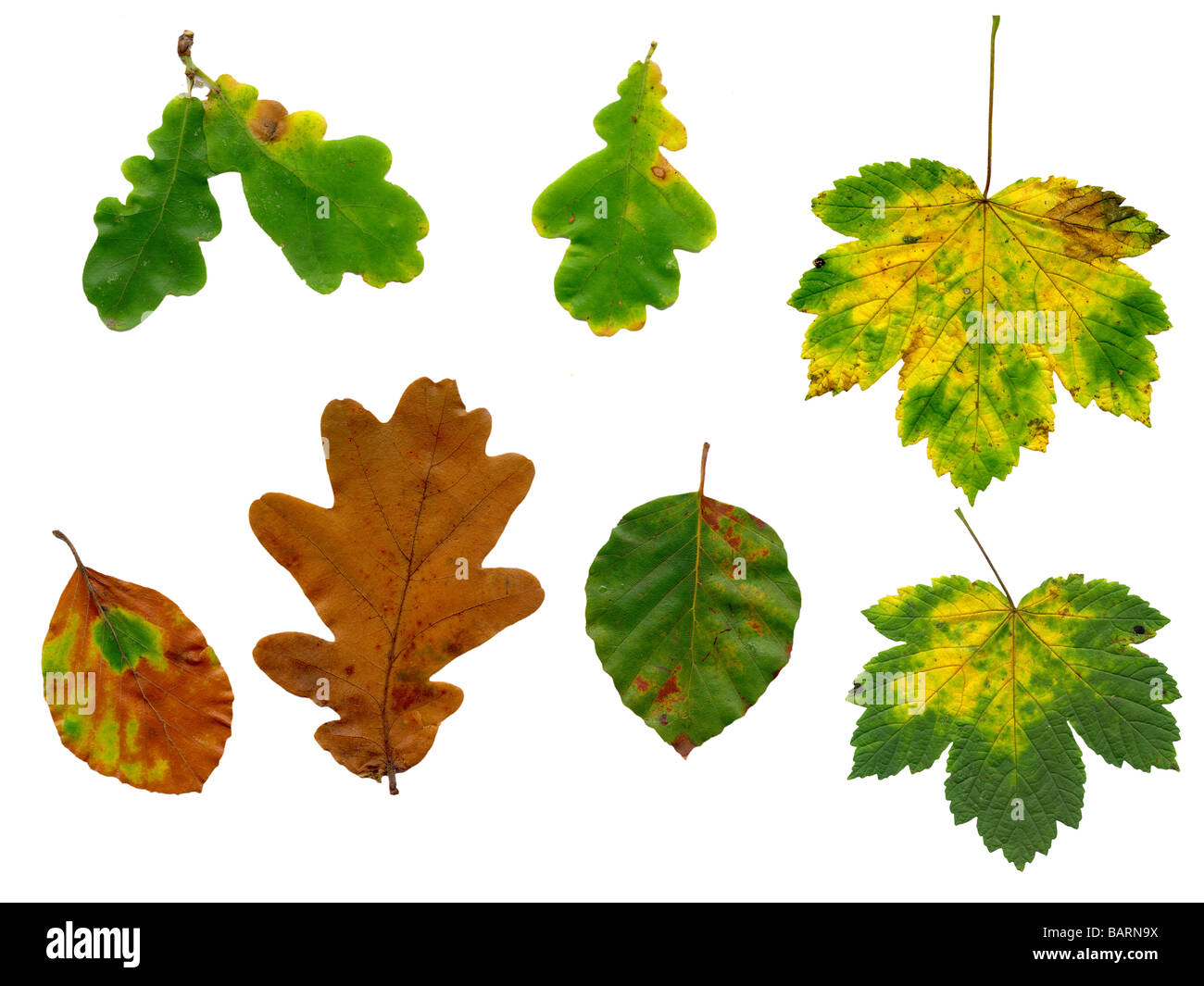 Alta risoluzione Foglie di autunno isolato e percorso di clipping incluso Foto Stock