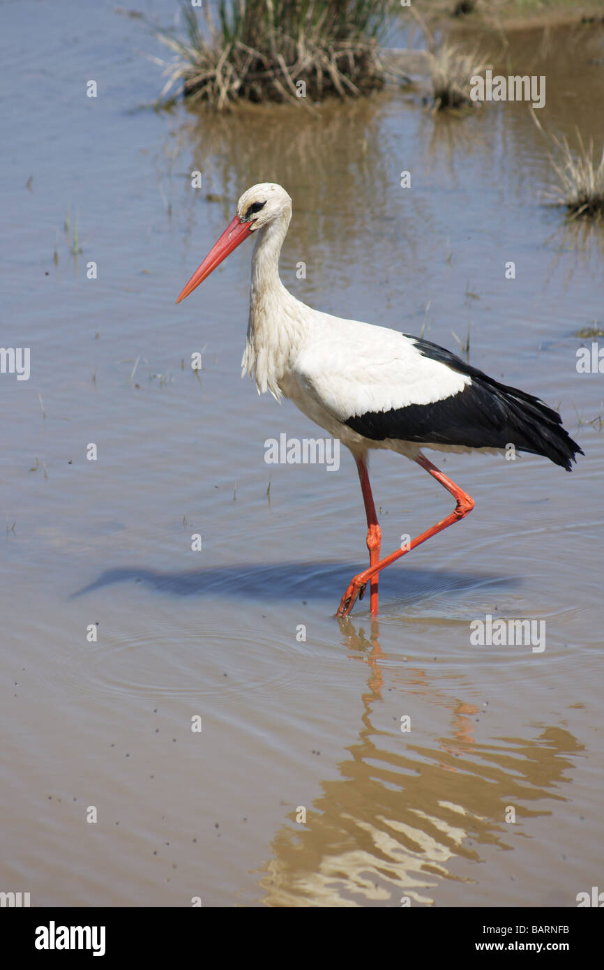Gli uccelli;Cicogne;cicogna bianca;"Ciconia ciconia';adulto a piedi in acqua. Foto Stock