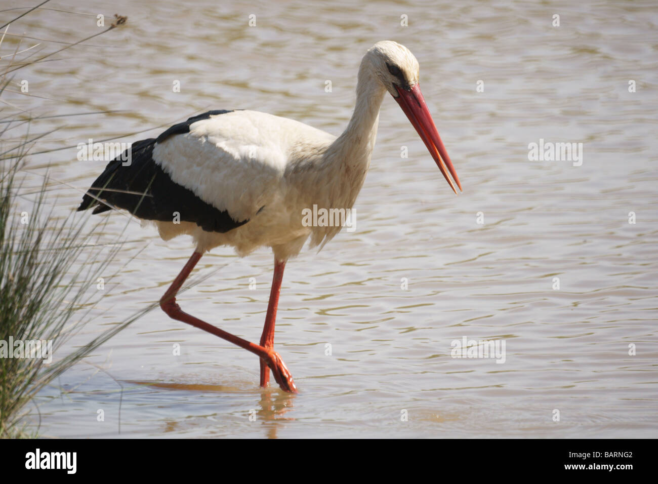 Gli uccelli;Cicogne;cicogna bianca;"Ciconia ciconia';adulto a piedi in acqua. Foto Stock