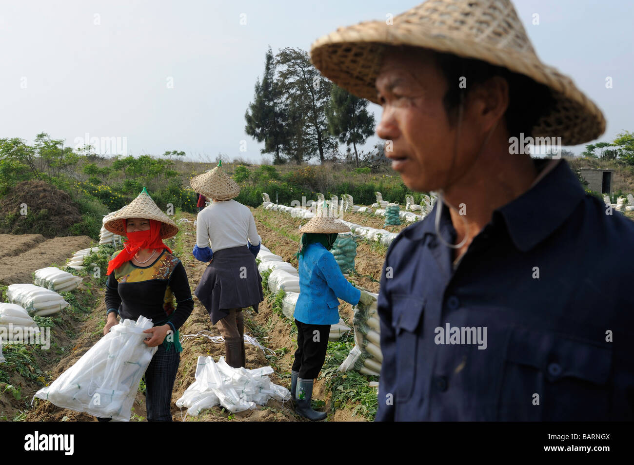 Gli agricoltori di ravanello di raccolto a Penisola Gulei dove la PX factory verrà trasferito nel Zhangzhou provincia del Fujian Cina 15 Apr 2009 Foto Stock