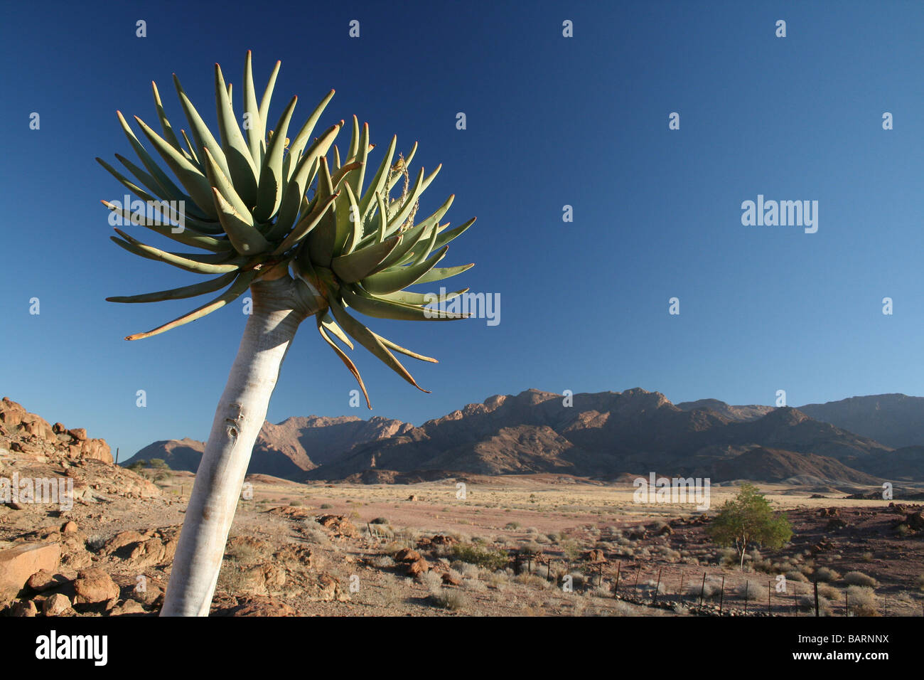Aloe e cieli blu con monte Brandberg in distanza, Namibia, Africa Foto Stock