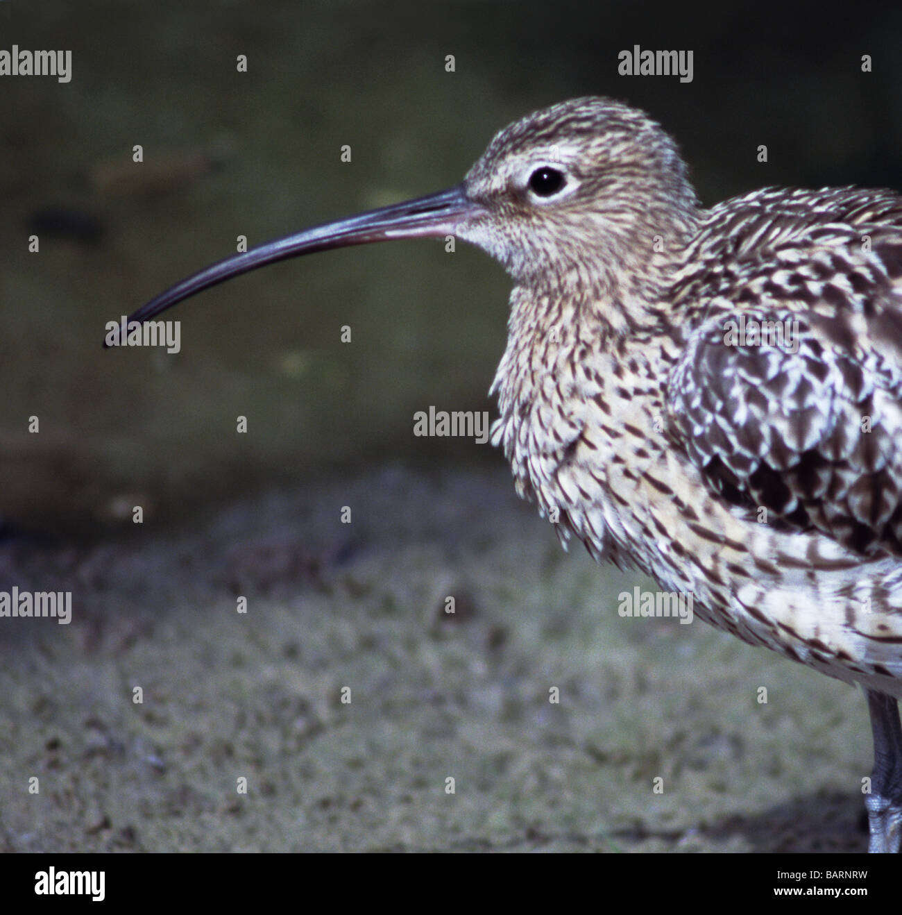 Gli uccelli;Waders;Curlew;"Numenius arquata';adulto.testa e spalle soltanto. Foto Stock