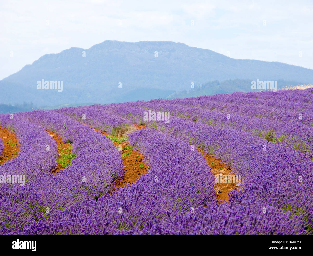 Station Wagon Bridestowe Fattoria di Lavanda Tasmania Foto Stock