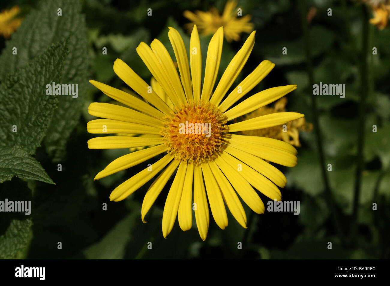 Doronicum orientale Leopard's Bane Flower, Famiglia Asteraceae un inizio di fiore di primavera Foto Stock