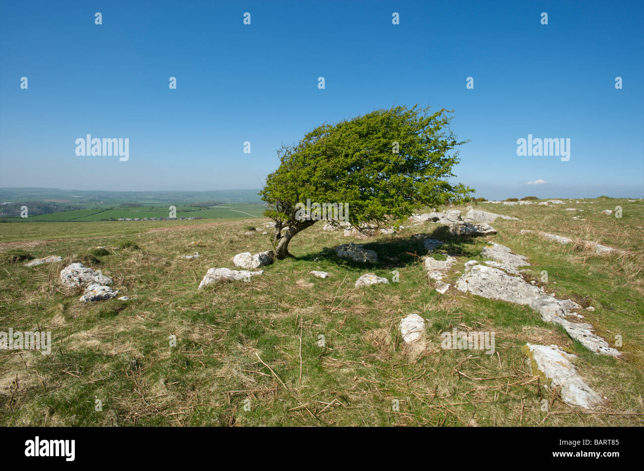 Un albero piegato con il vento nel Lake District Cumbria Regno Unito Foto Stock