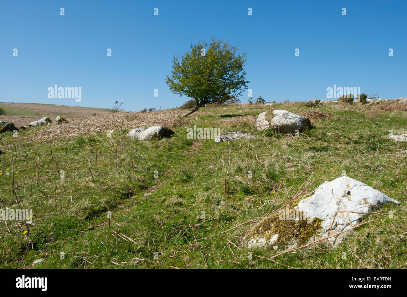 Un solo albero piegato in posizione a forma di vento nel Lake District Cumbria UK Foto Stock