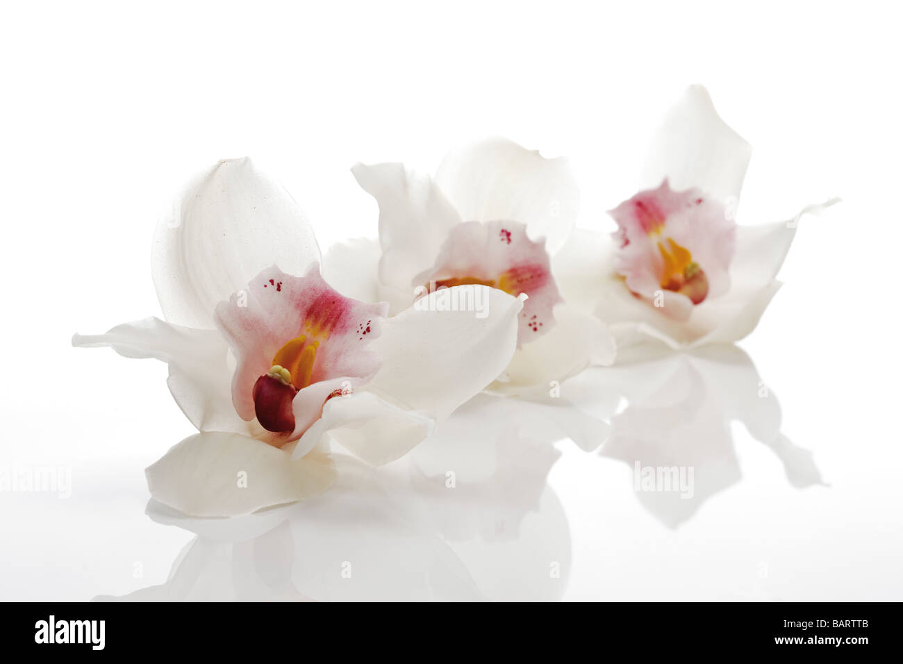 Fioriture di orchidee (Orchidaceae) in una riga Foto Stock