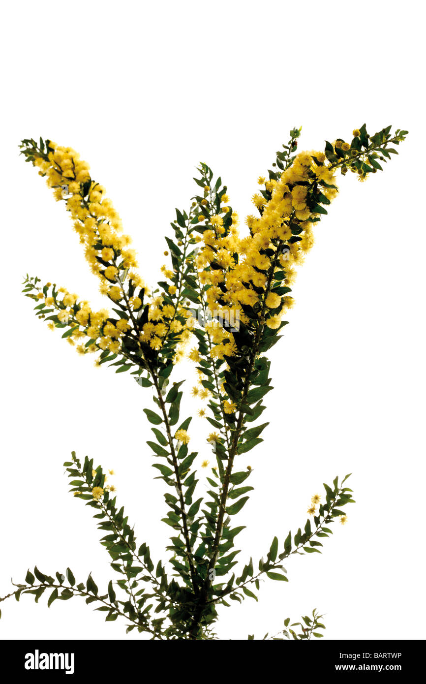 Hedge bargiglio, Canguro Thorn (Acacia armata, Acacia paradoxa), fioritura ramoscello Foto Stock