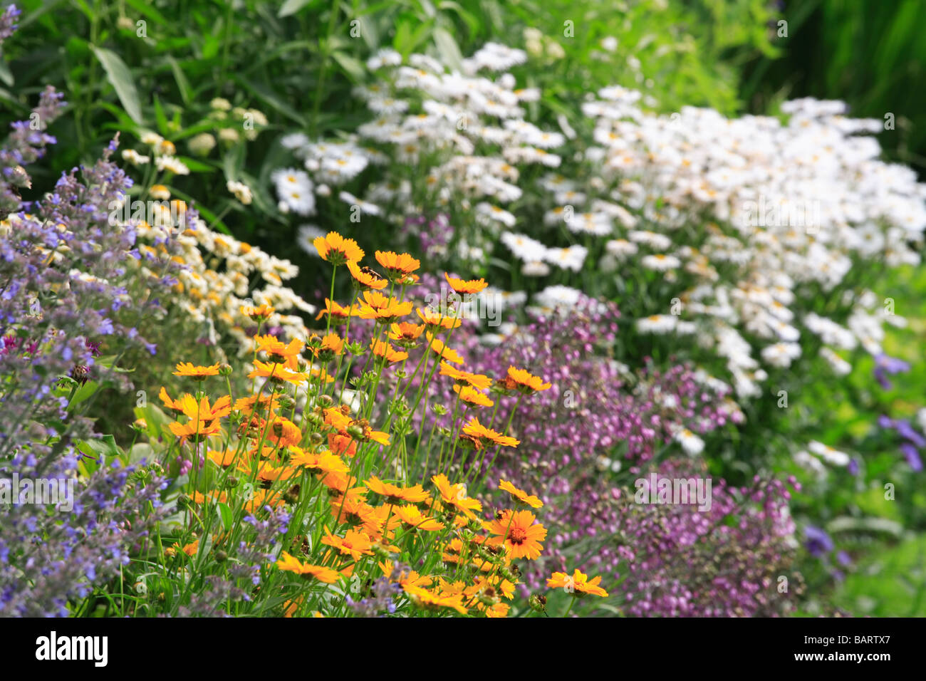 Estate fiore di "frontiera" bianco arancione viola e azzurro fiori Foto Stock