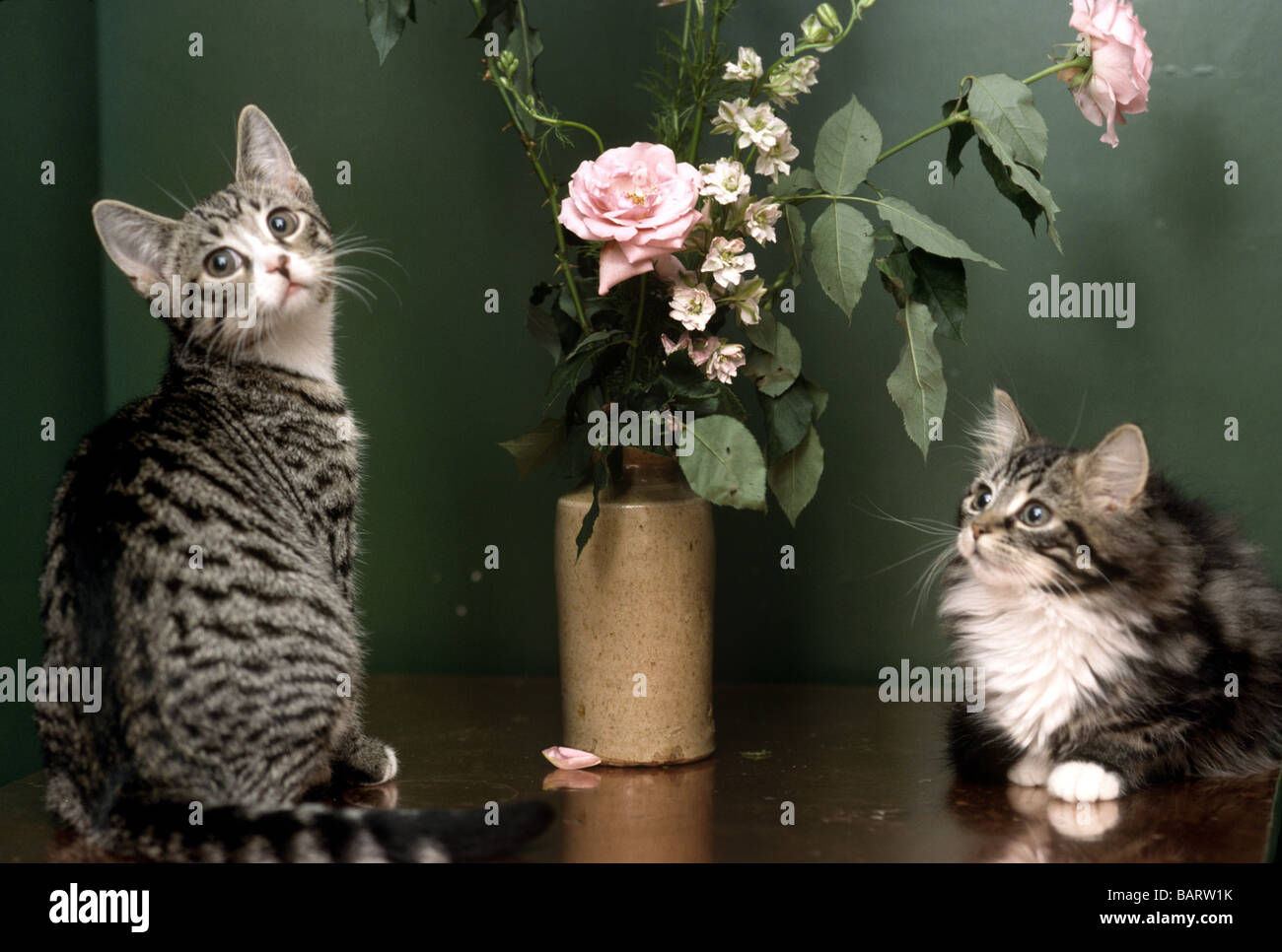 Due tabby gattini seduti in un vaso di fiori Foto Stock