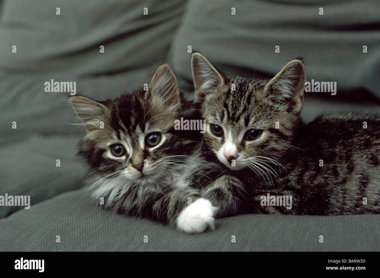 Due tabby gattini posa su un pullman Foto Stock