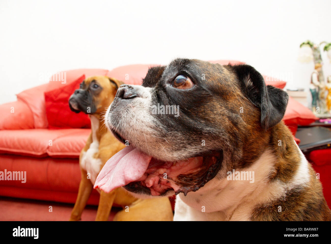 Ruby & Tess seduto di fronte un rosso divano in pelle Foto Stock