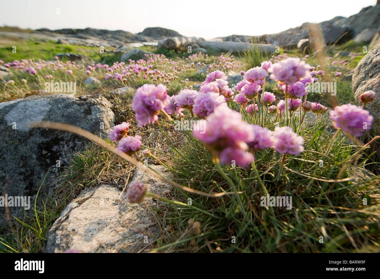 La parsimonia fiori, Svezia Foto Stock